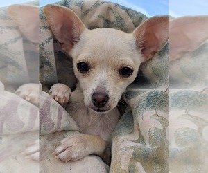 Chihuahua-Unknown Mix Dogs for adoption in Canutillo, TX, USA