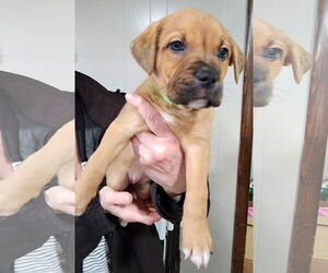 American Pit Bull Terrier-Labrador Retriever Mix Dogs for adoption in Clarkston, MI, USA