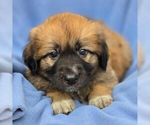 Labrador Retriever-Unknown Mix Dogs for adoption in San Diego, CA, USA