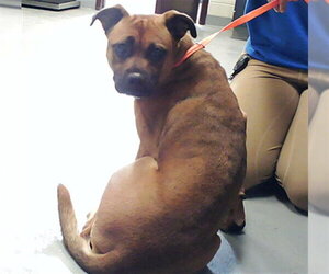 Boxer Dogs for adoption in Fayetteville, NC, USA
