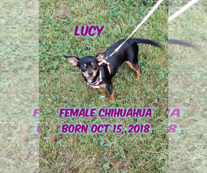 Chihuahua Dogs for adoption in Huddleston, VA, USA
