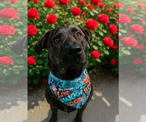 Boxador Dogs for adoption in Houston, TX, USA