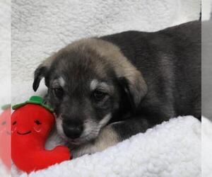 Labrador Retriever-Unknown Mix Dogs for adoption in Thief River Falls, MN, USA