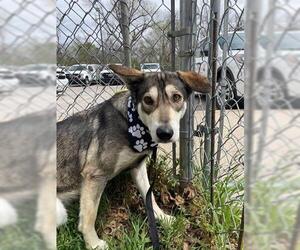 Huskies -Unknown Mix Dogs for adoption in Tulsa, OK, USA