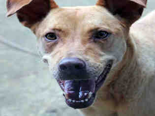 Labrador Retriever-Unknown Mix Dogs for adoption in Fort Walton Beach, FL, USA