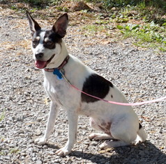 Small Rat Terrier