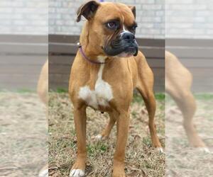 Boxer Dogs for adoption in Little Rock, AR, USA