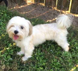 Mal-Shi Dogs for adoption in Winder, GA, USA