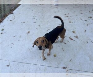 Beagle Dogs for adoption in Charlotte, NC, USA