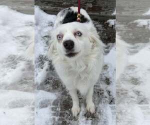 Mutt Dogs for adoption in Clarkston, MI, USA