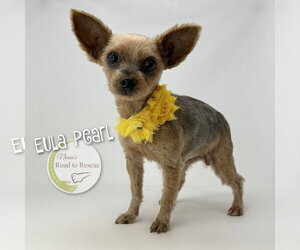 Mutt Dogs for adoption in Benton, LA, USA