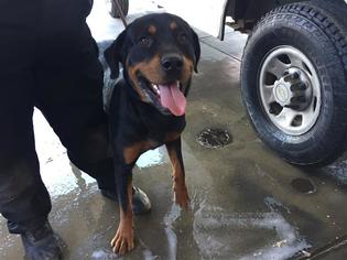 Rottweiler Dogs for adoption in Modesto, CA, USA