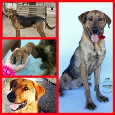 Plott Hound-Unknown Mix Dogs for adoption in Los Angeles, CA, USA