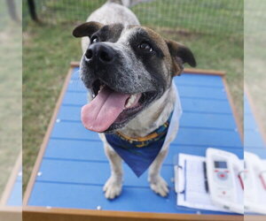 American Staffordshire Terrier-Unknown Mix Dogs for adoption in San Antonio, TX, USA