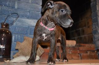 Medium Photo #1 American Pit Bull Terrier-Unknown Mix Puppy For Sale in Fort Myers, FL, USA