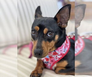 Chipin Dogs for adoption in Mundelein, IL, USA