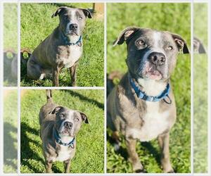 American Pit Bull Terrier-Shiba Inu Mix Dogs for adoption in Westminster, MD, USA