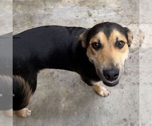 Mutt Dogs for adoption in Hilton Head, SC, USA