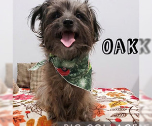 Cairn Terrier Dogs for adoption in Garner, NC, USA