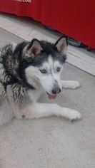 Siberian Husky Dogs for adoption in Sparta, WI, USA