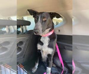Border Collie-Unknown Mix Dogs for adoption in Los Banos, CA, USA