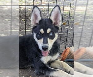 Huskies -Unknown Mix Dogs for adoption in Canton, CT, USA