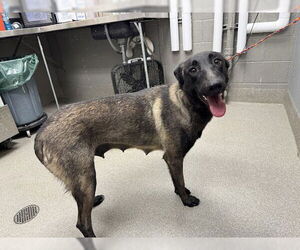 Mutt Dogs for adoption in Las Vegas, NV, USA
