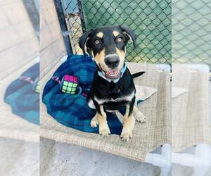 Ibizan Hound-Labrador Retriever Mix Dogs for adoption in Santa Barbara, CA, USA