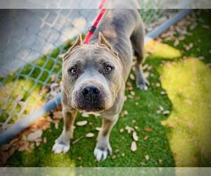 Mutt Dogs for adoption in Orlando, FL, USA