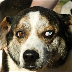 Mastador Dogs for adoption in Graniteville, SC, USA