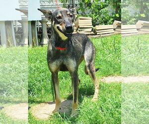 Mutt Dogs for adoption in Wetumpka, AL, USA