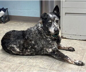 Mutt Dogs for adoption in Rustburg, VA, USA