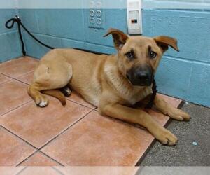 German Shepherd Dog Dogs for adoption in Downey, CA, USA