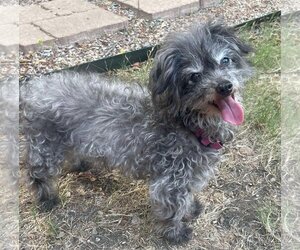 Poodle (Miniature)-Unknown Mix Dogs for adoption in Dallas, TX, USA