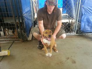  Dogs for adoption in Cleveland, TX, USA
