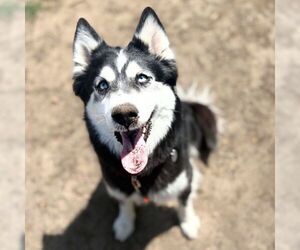 Siberian Husky Dogs for adoption in Aurora, CO, USA