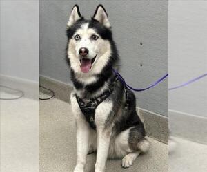 Siberian Husky-Unknown Mix Dogs for adoption in Las Vegas, NV, USA