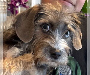 Dachshund-Unknown Mix Dogs for adoption in Lake Forest, CA, USA
