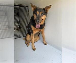 Medium Photo #1 German Shepherd Dog-Unknown Mix Puppy For Sale in Houston, TX, USA