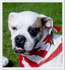 Boxer Dogs for adoption in Redding, CA, USA