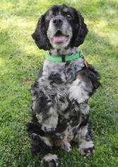 Cocker Spaniel Dogs for adoption in Campbell, CA, USA