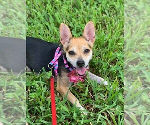 Chiranian Dogs for adoption in Fort Lauderdale, FL, USA