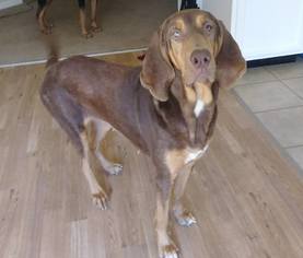 Bloodhound Dogs for adoption in Royal Palm Beach, FL, USA