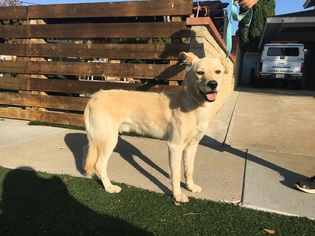 Golden Labrador Dogs for adoption in Newport Beach, CA, USA