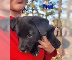 Labrador Retriever-Unknown Mix Dogs for adoption in Chantilly, VA, USA