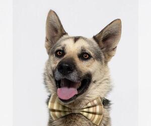 German Shepherd Dog Dogs for adoption in Santa Maria, CA, USA
