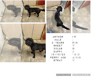 Labradoodle Dogs for adoption in Plainfield, IL, USA