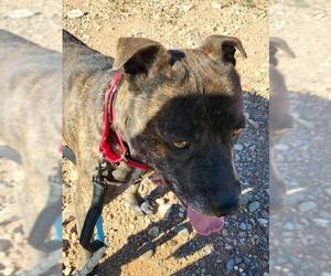 American Staffordshire Terrier Dogs for adoption in Cottonwood, AZ, USA