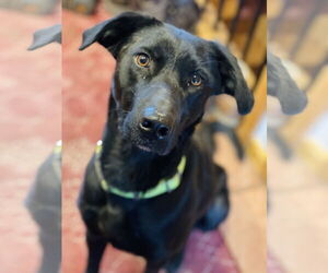 Mutt Dogs for adoption in Winter, WI, USA