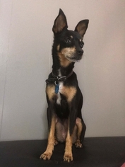 Miniature Pinscher Dogs for adoption in Northport, AL, USA